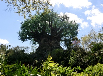 Disney's Animal Kingdom Theme Park picture