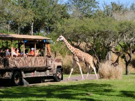 Picture of Lake Buena Vista