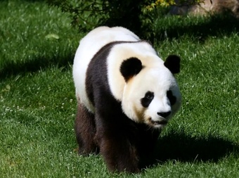 ZooParc de Beauval cover