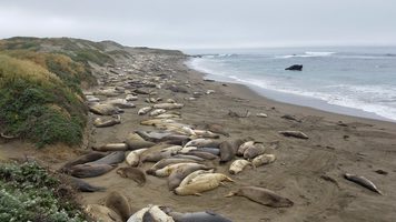 Picture of San Simeon