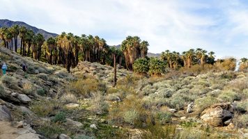 Picture of Palm Springs