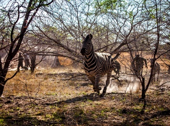 Maputo Special Reserve picture