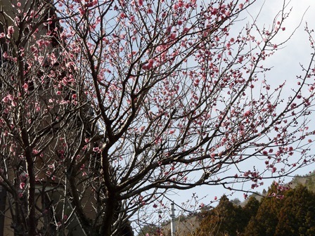 石巻地域でも梅が開花