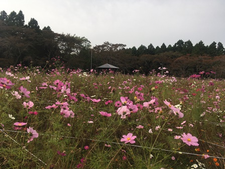 松山コスモス園