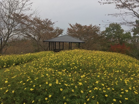 松山コスモス園