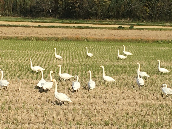 稲孫(ひつじ)と渡り鳥