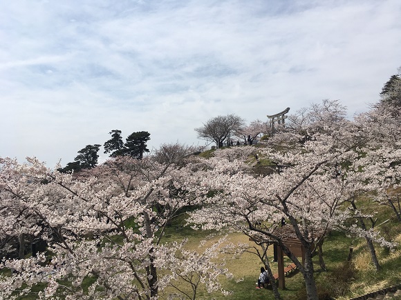 日和山公園の桜