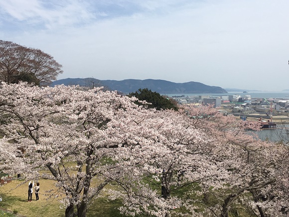 日和山公園の桜