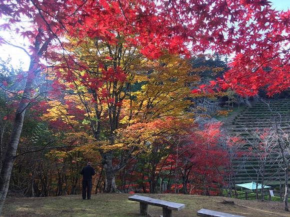 石巻の紅葉