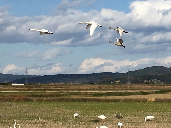 稲孫(ひつじ)と渡り鳥