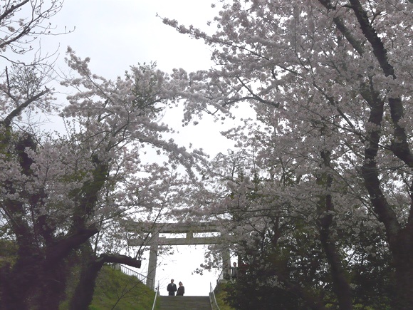 日和山の桜
