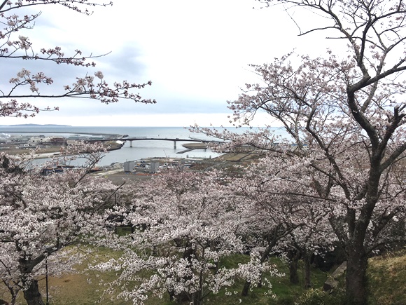 日和山の桜