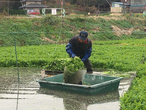 河北せり の収穫 安住淳 公式サイト