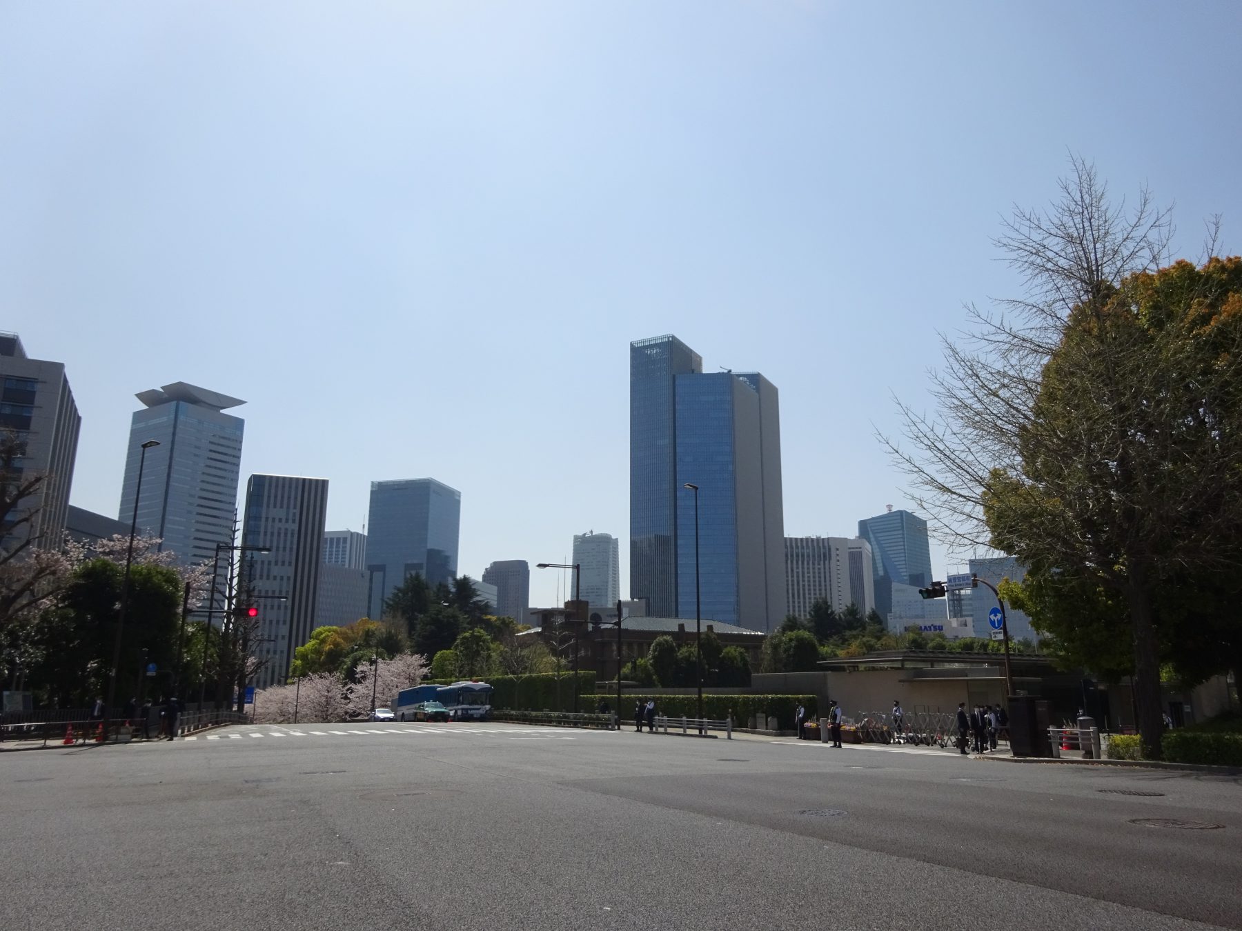 首相公邸の桜