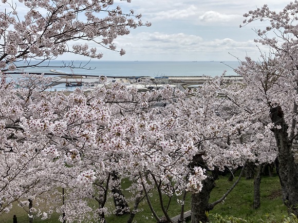 石巻市日和山の桜