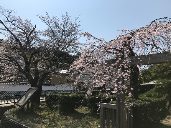 大崎市松山の桜