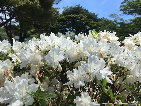 5月の日和山