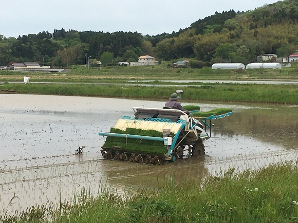 田植え始まる