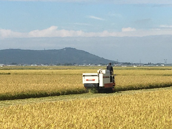 稲刈りシーズン到来