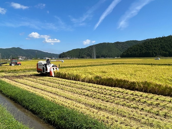 石巻地方稲刈り