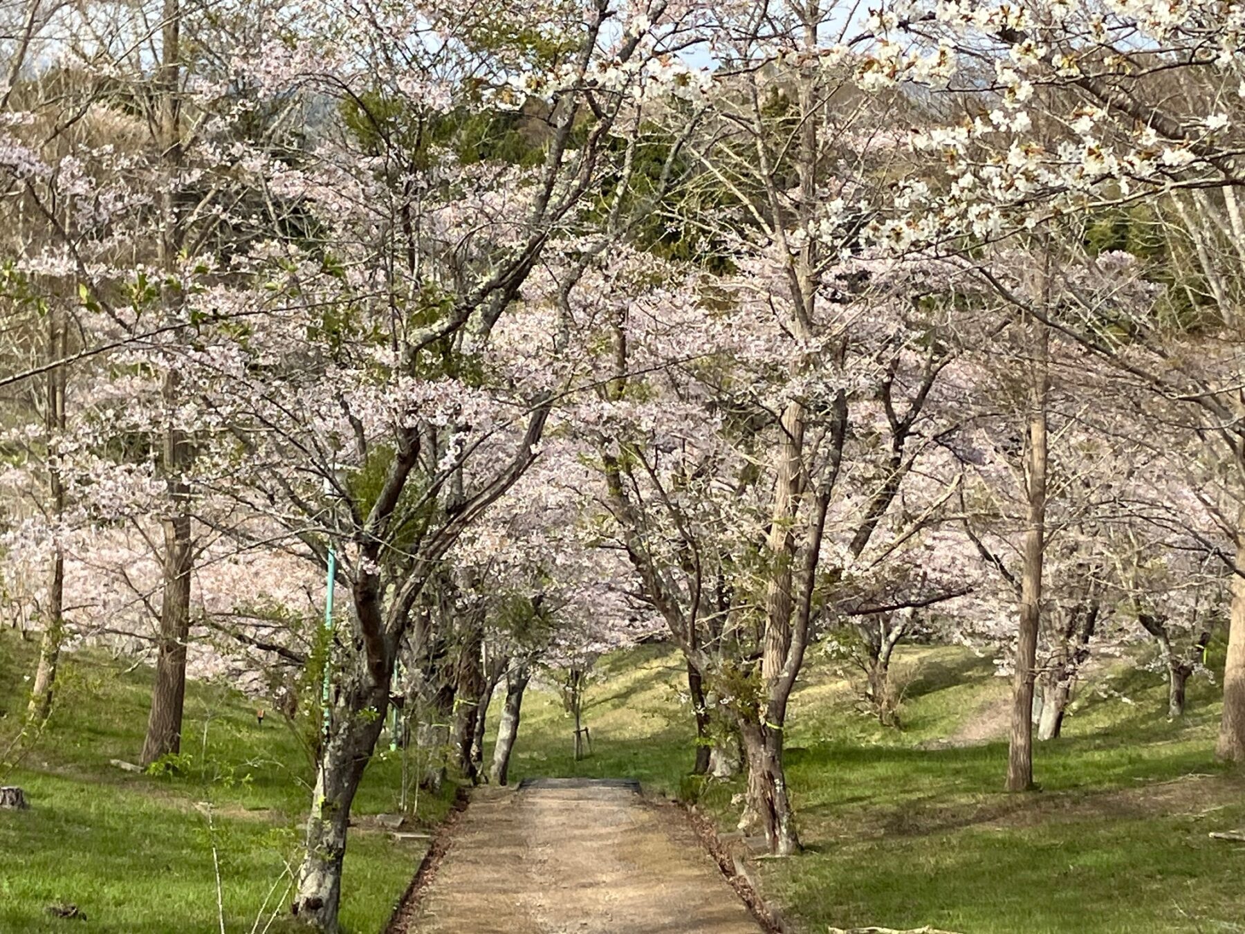 滝山公園の桜