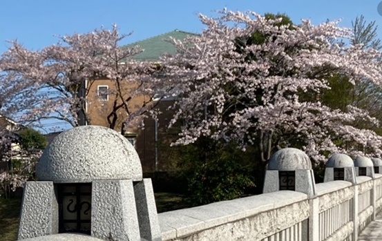 桜便り