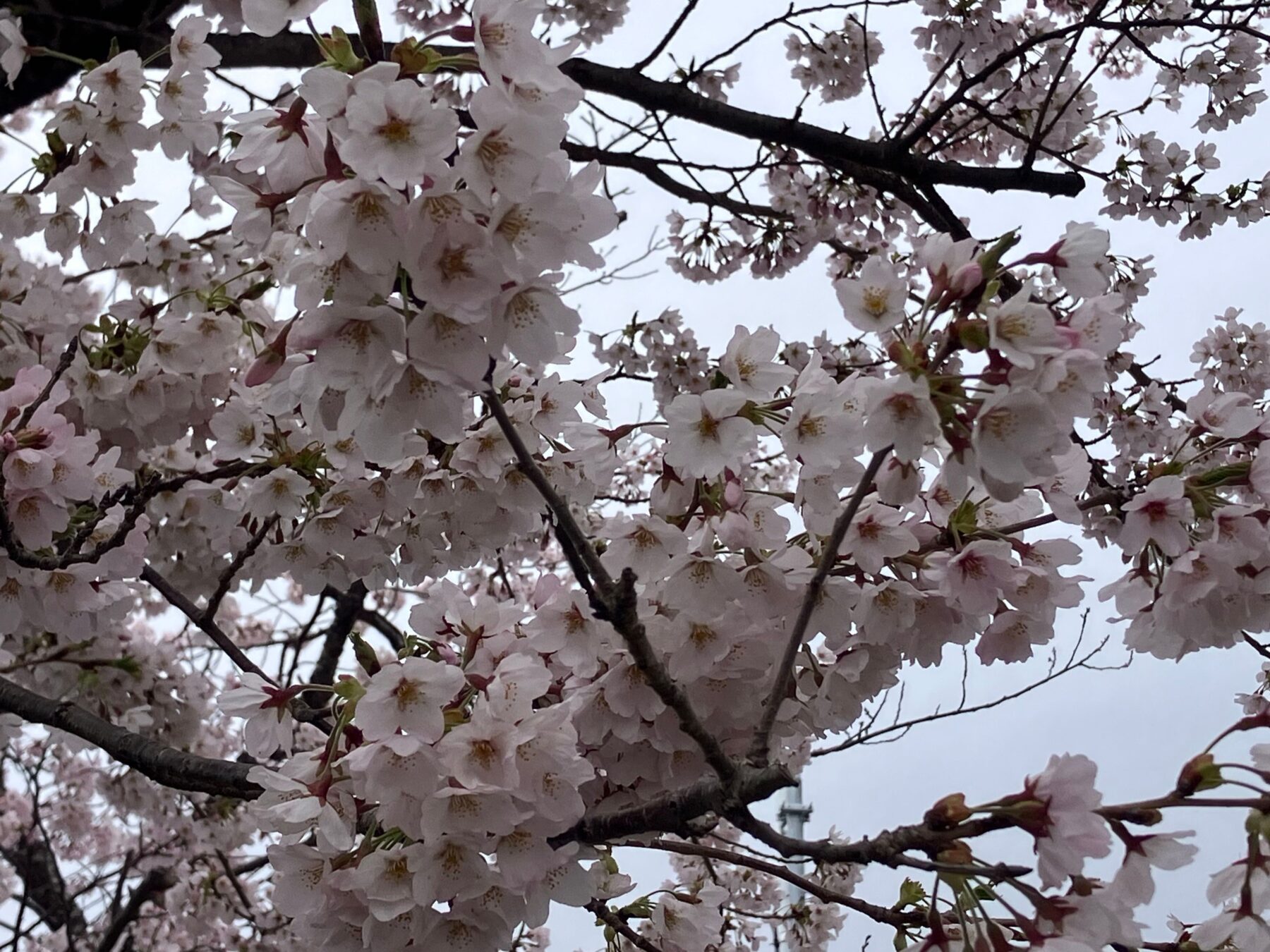 日和山の桜