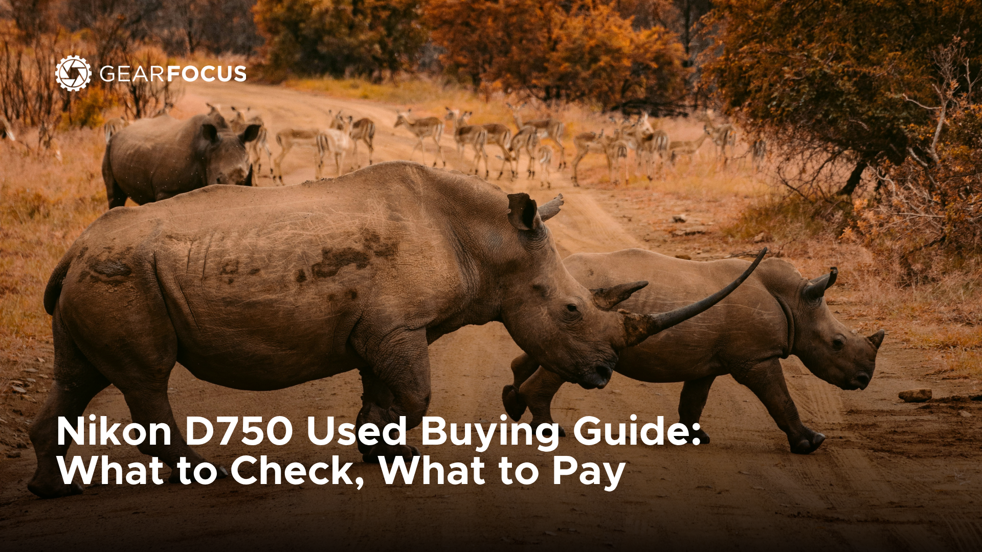 Best Used Lenses for Wildlife Photography in 2026