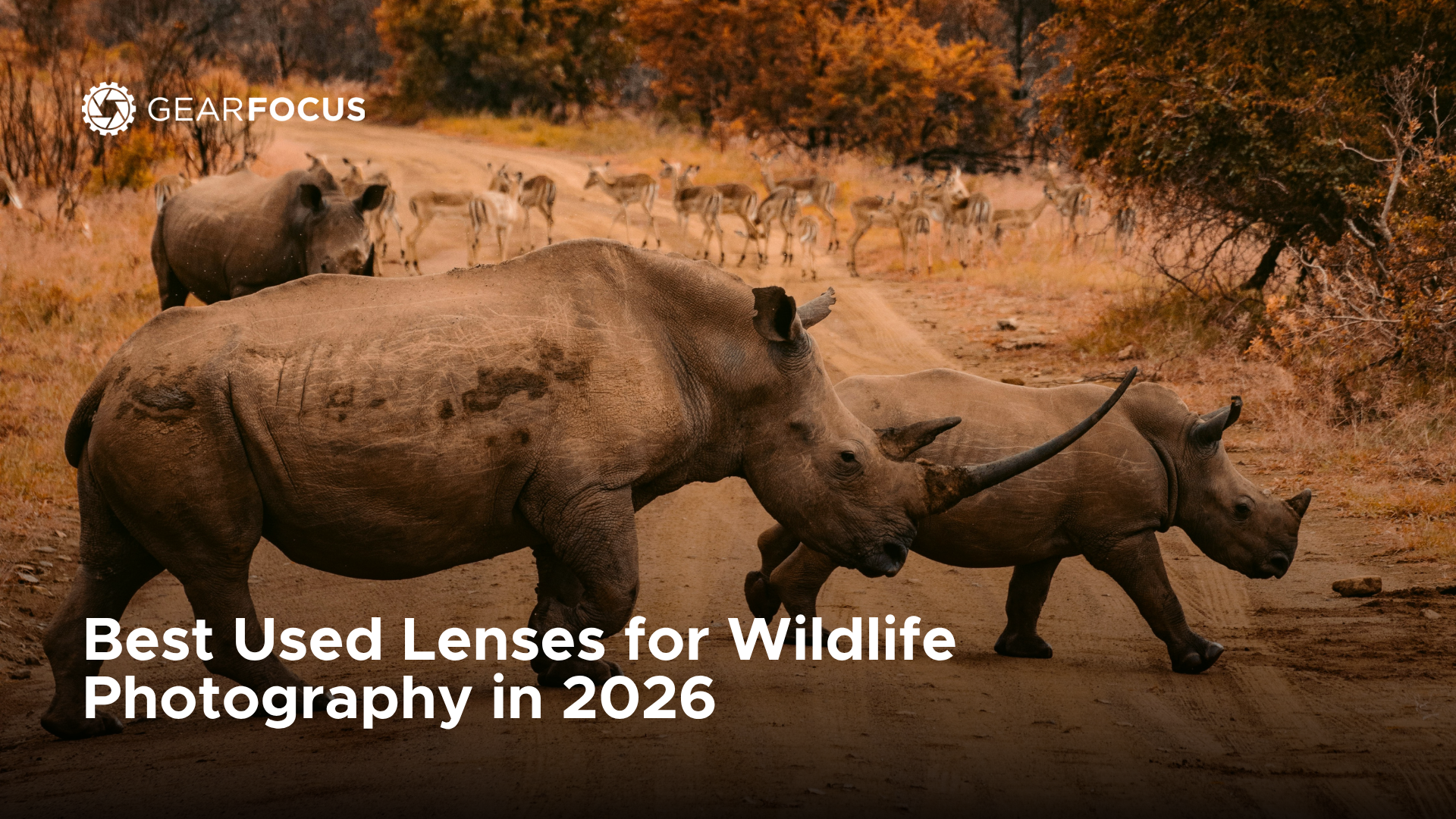 Best Used Lenses for Wildlife Photography in 2026
