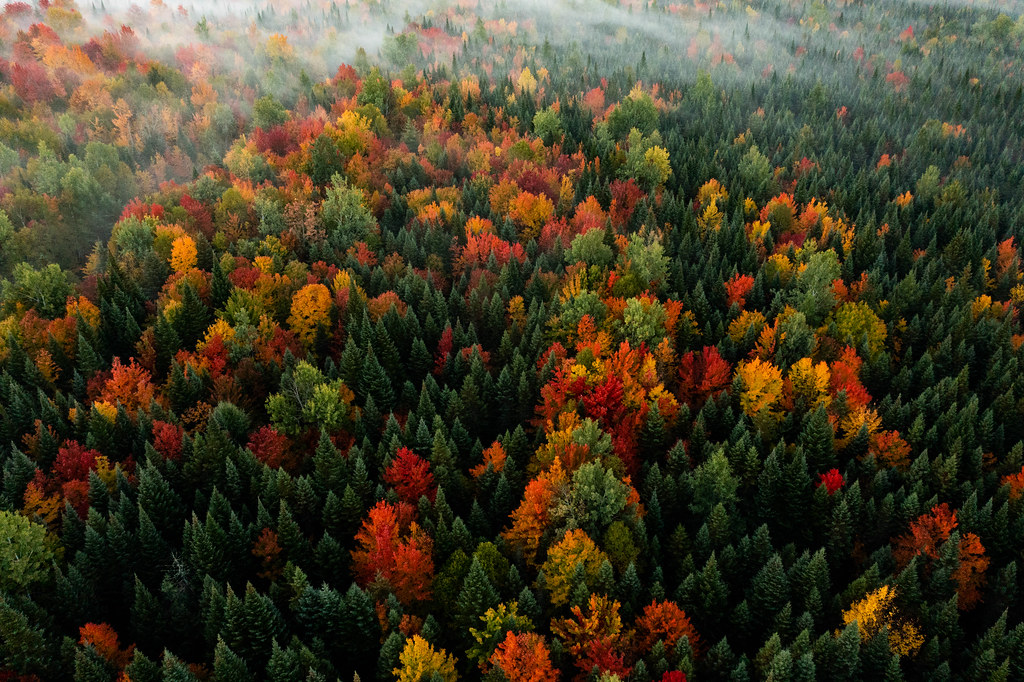 aerial view of autumn forest with mixed red, orange, and green trees in morning mist