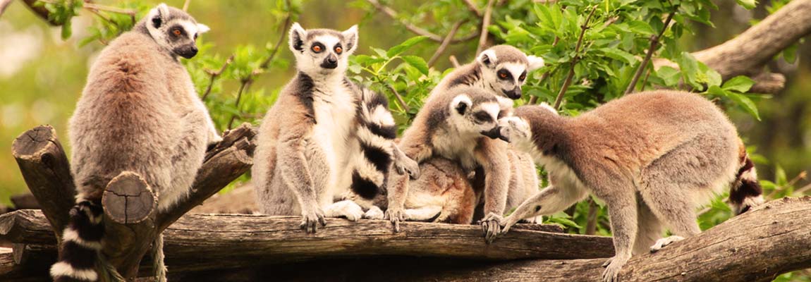 Visit Madagascar - Travelwings