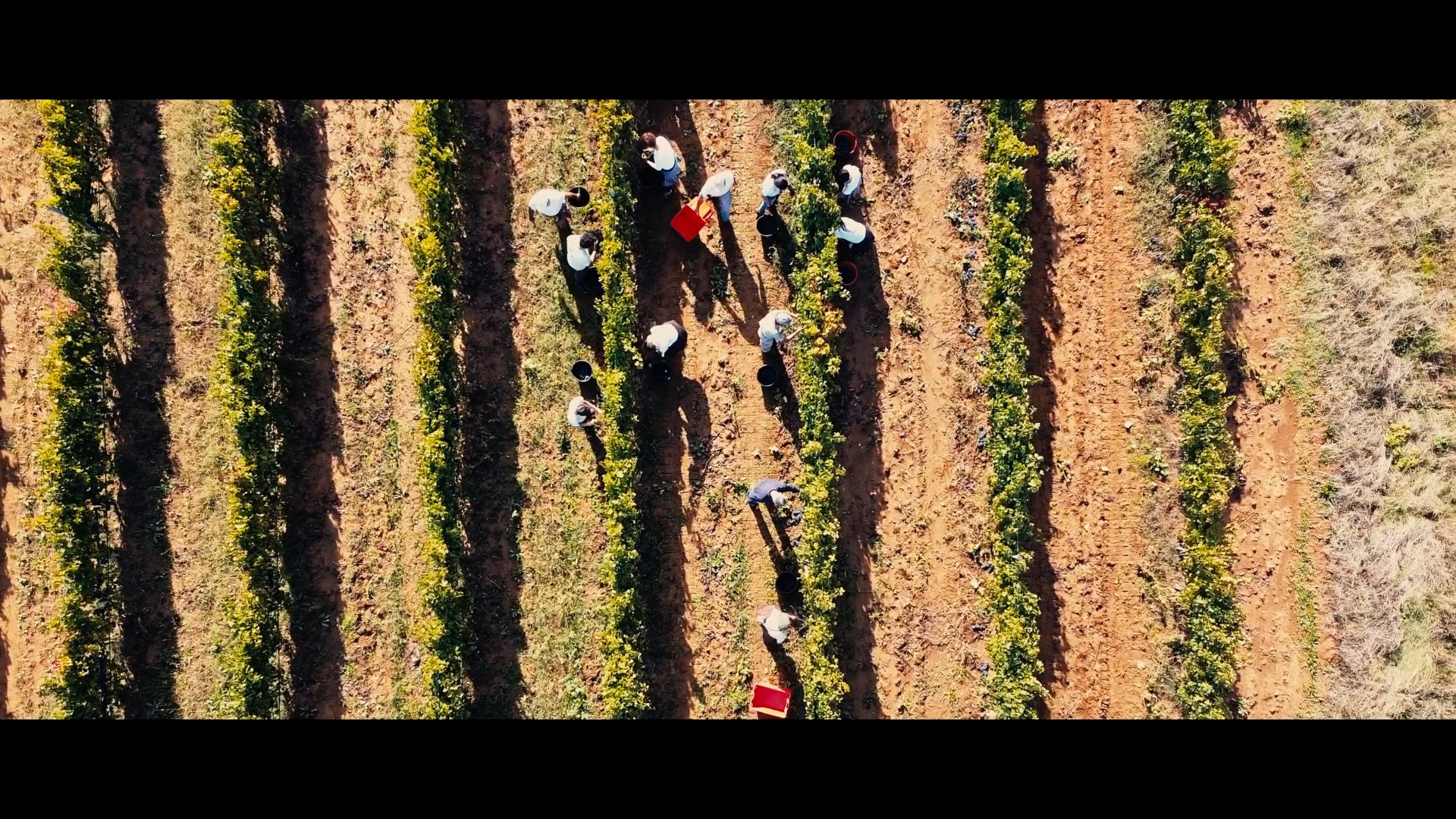 vendemmia dal alto.jpg