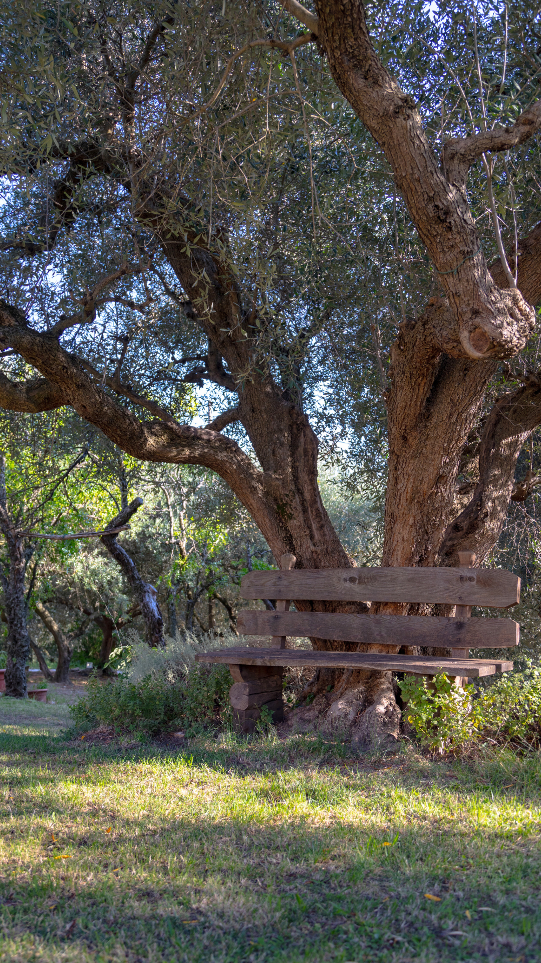 resting under the olive tree