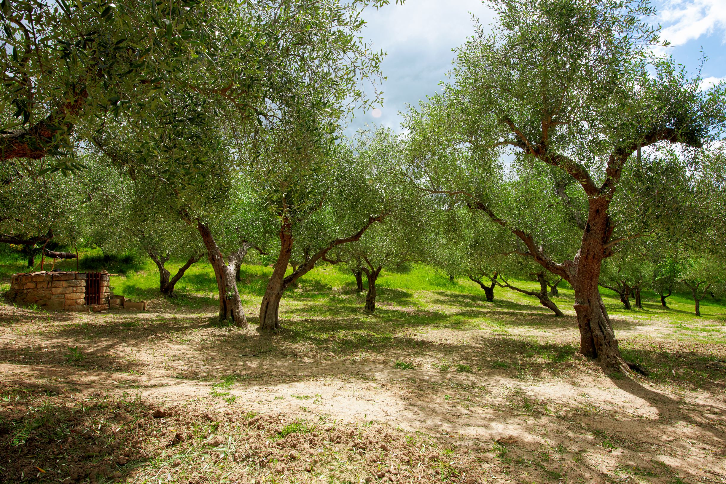 olives grove