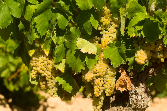 Moscatel grapes