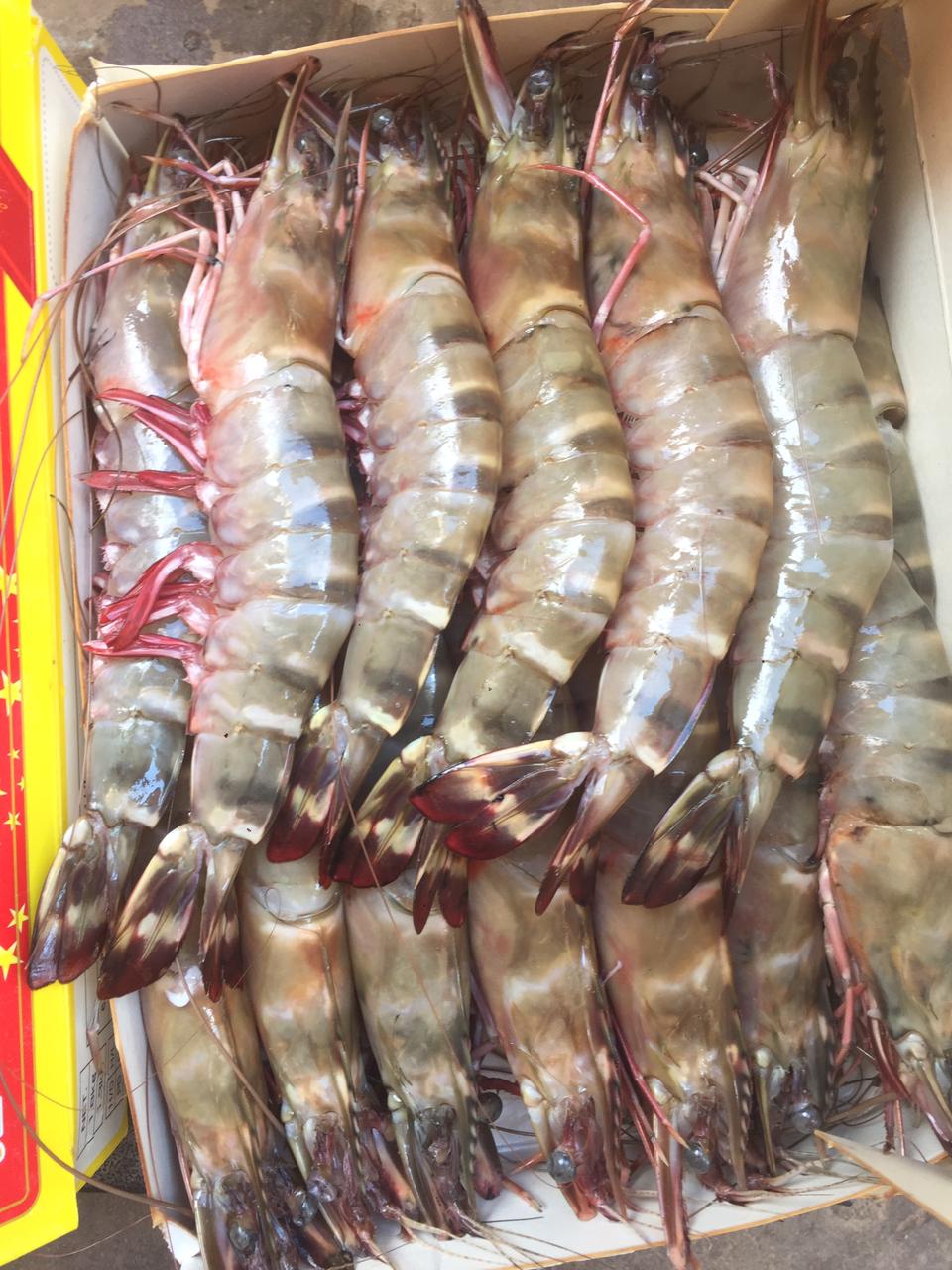 MEDIUM WILD TIGER PRAWN