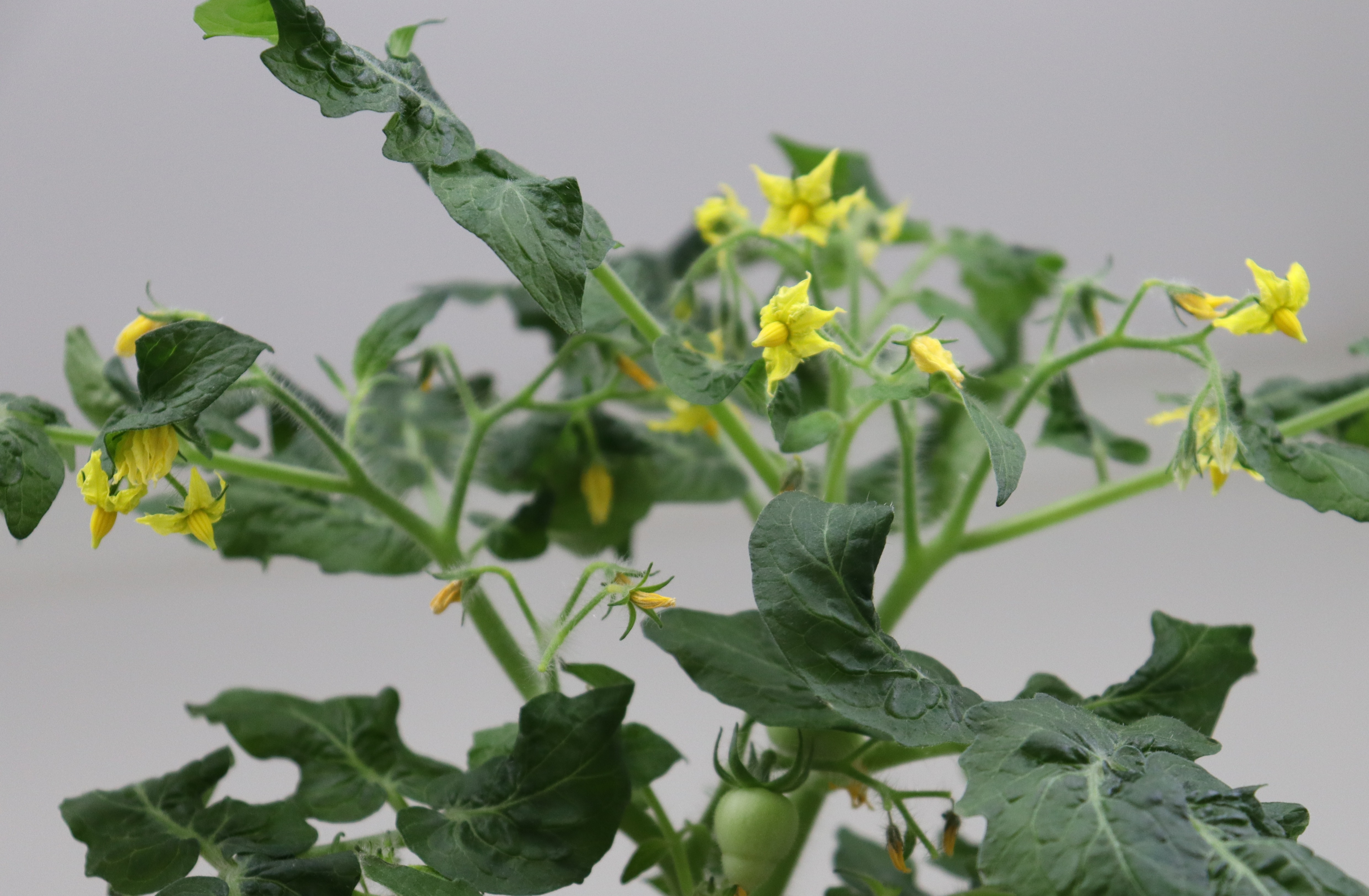 Bioprimed tomato - Micro-Tom