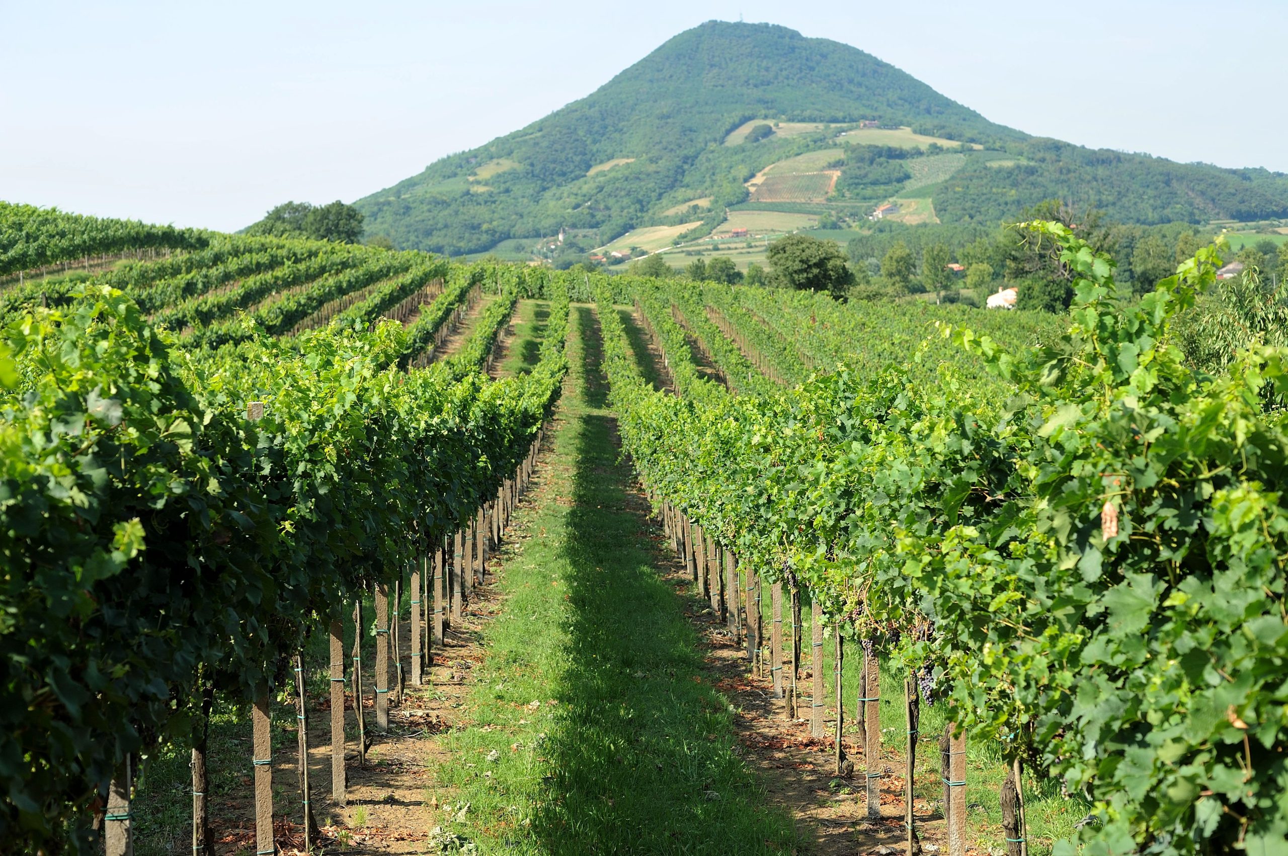 grapes field