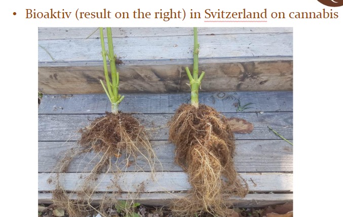 BIOAKTIV ®️ richtig, macht einen Unterschied im Wurzelsystem