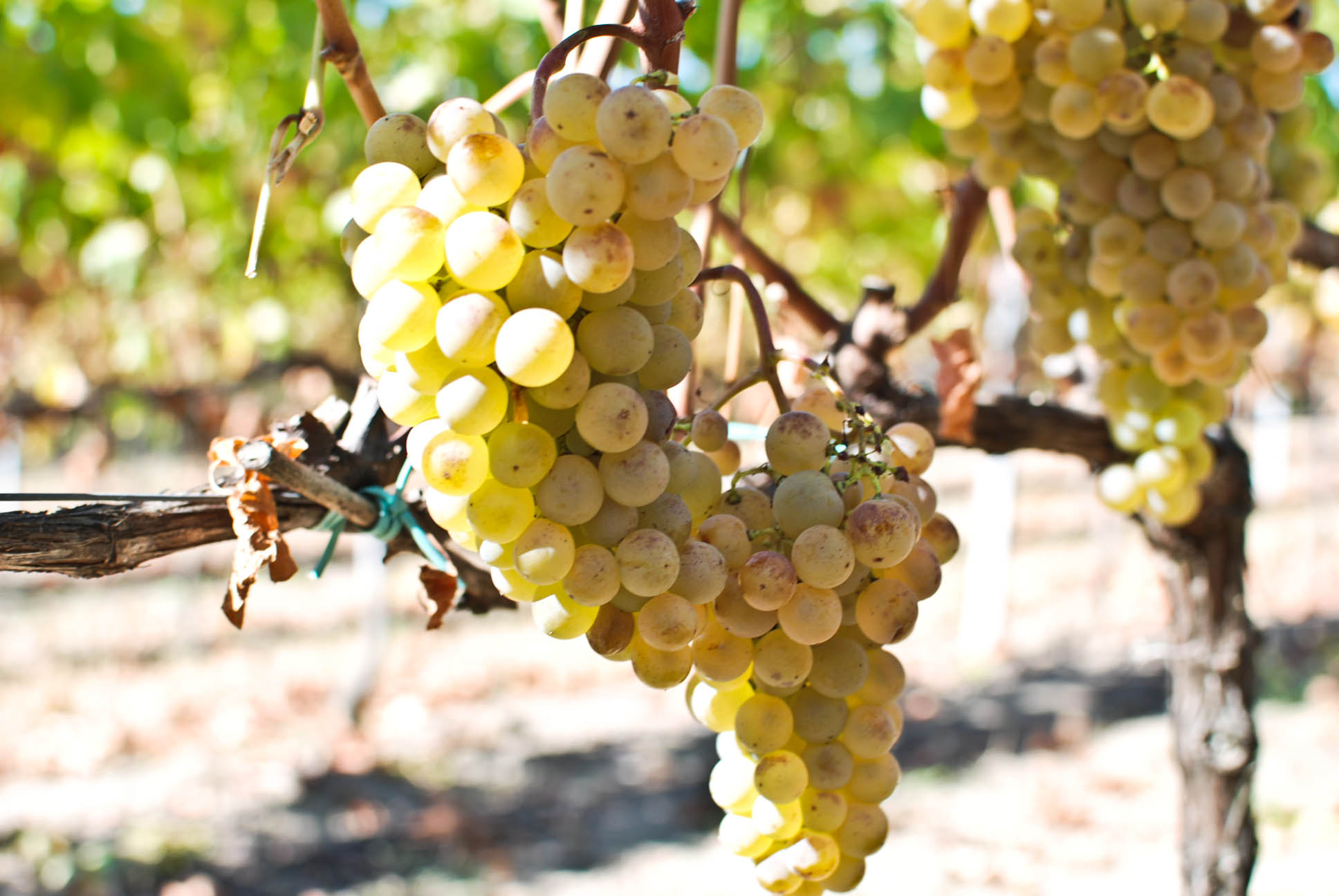 Sémillon grappe on maturation
