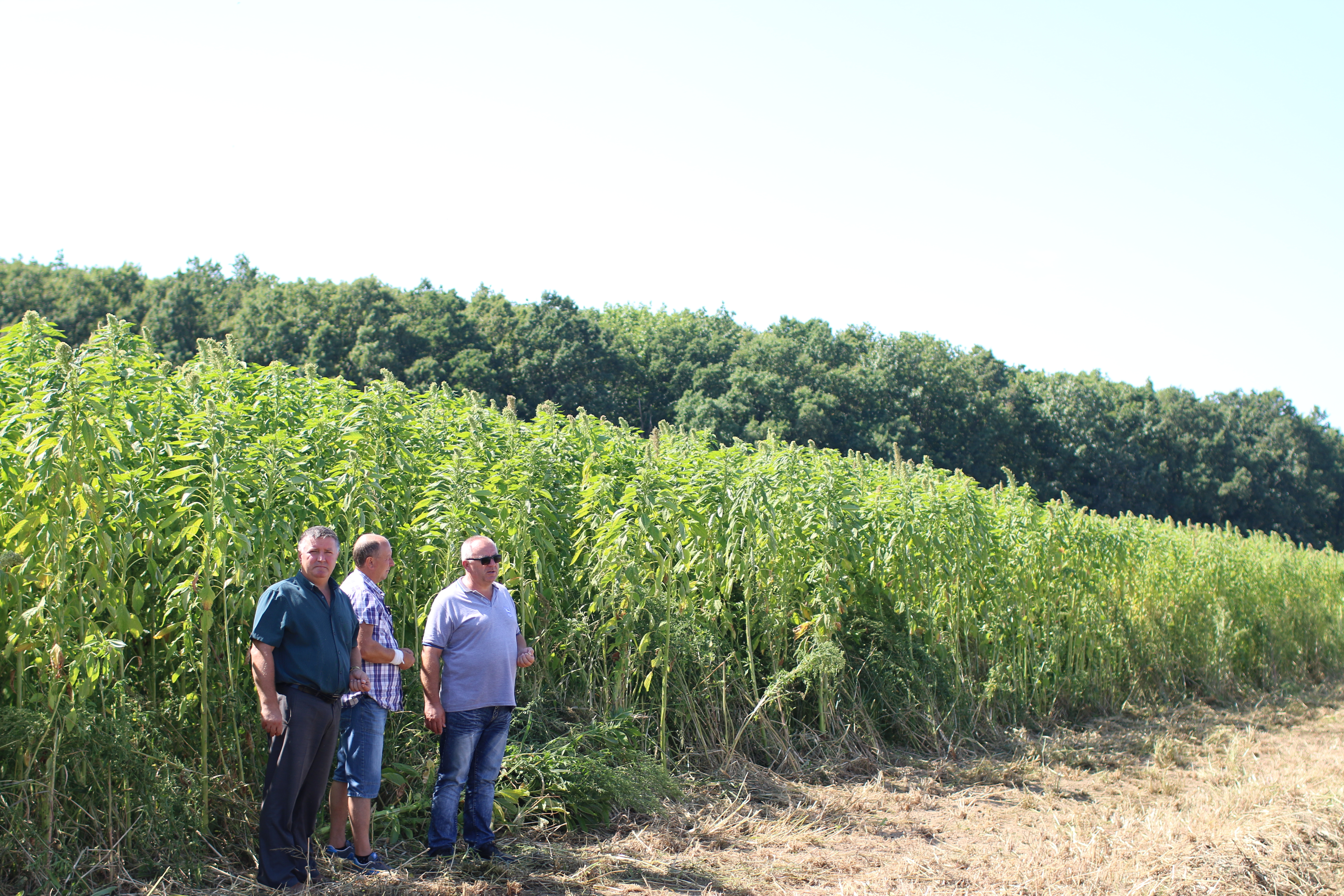 on-farm research on energy crops cultivation, H2020/BBI JU BIOSKOH/FLAGSHIP