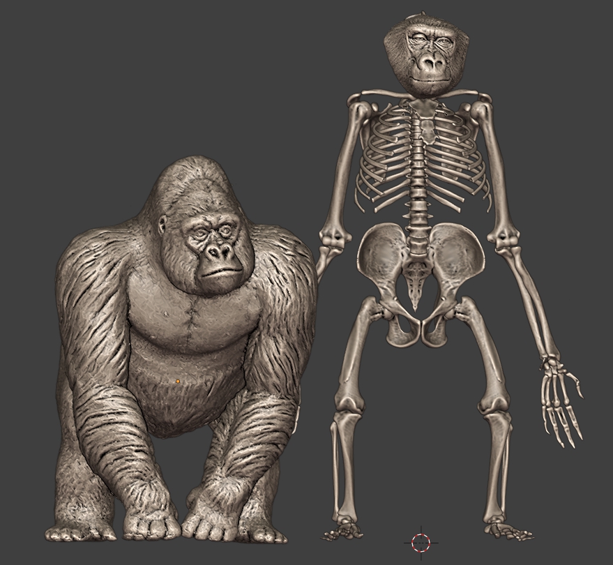 Gorilla's meshes