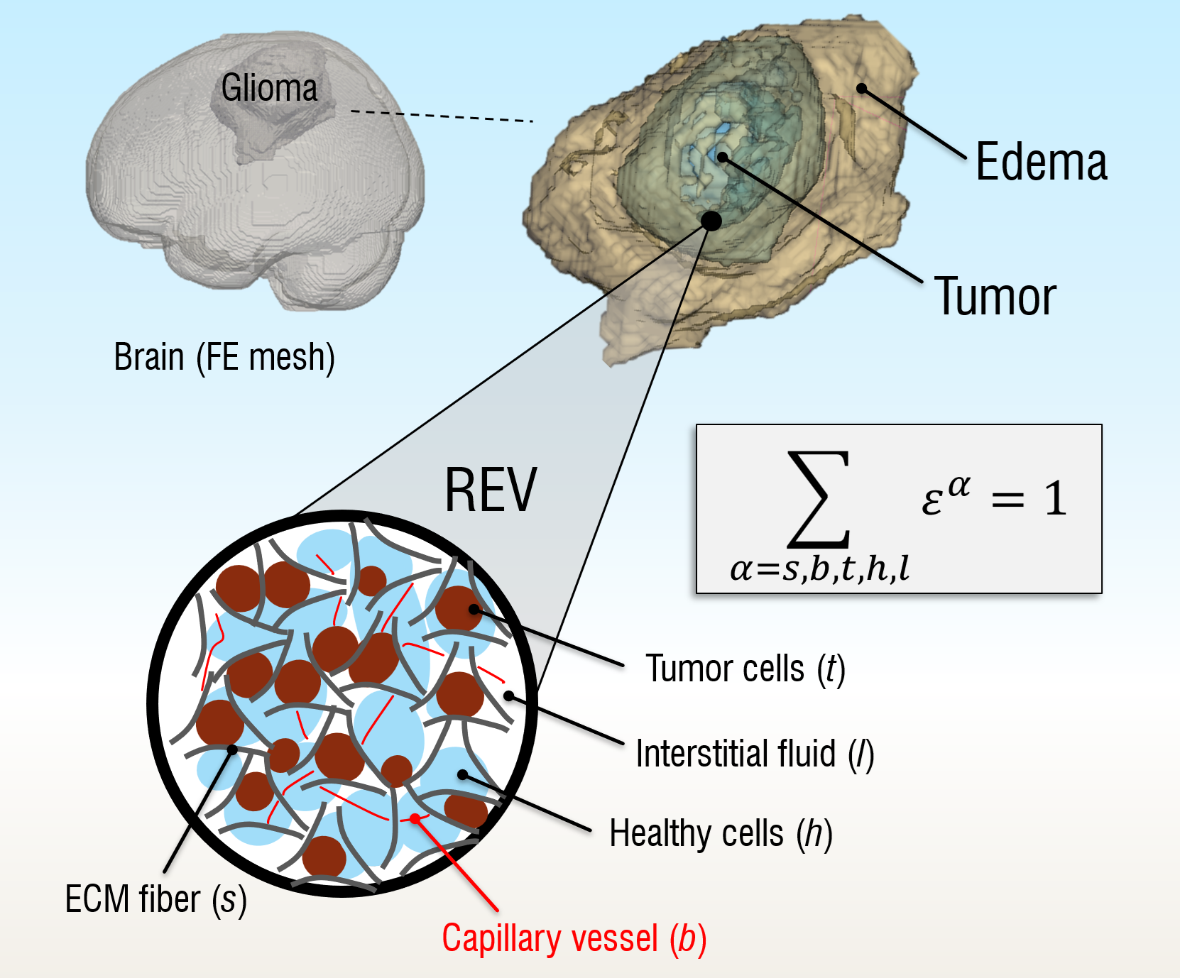 Poro-mechanical digital-twin of glioblastoma