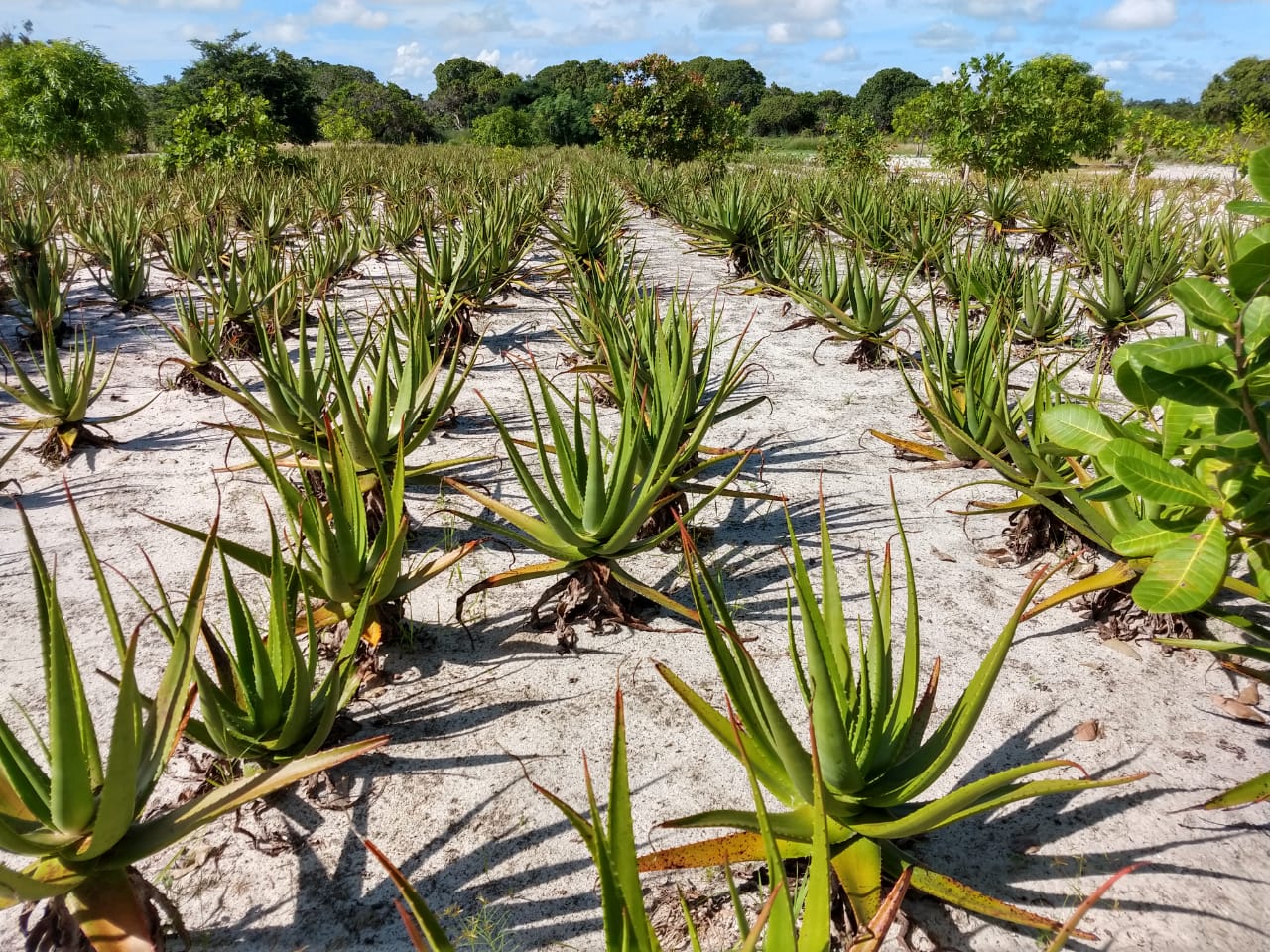 Belmoz organic aloe plantation