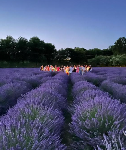 lavander maze