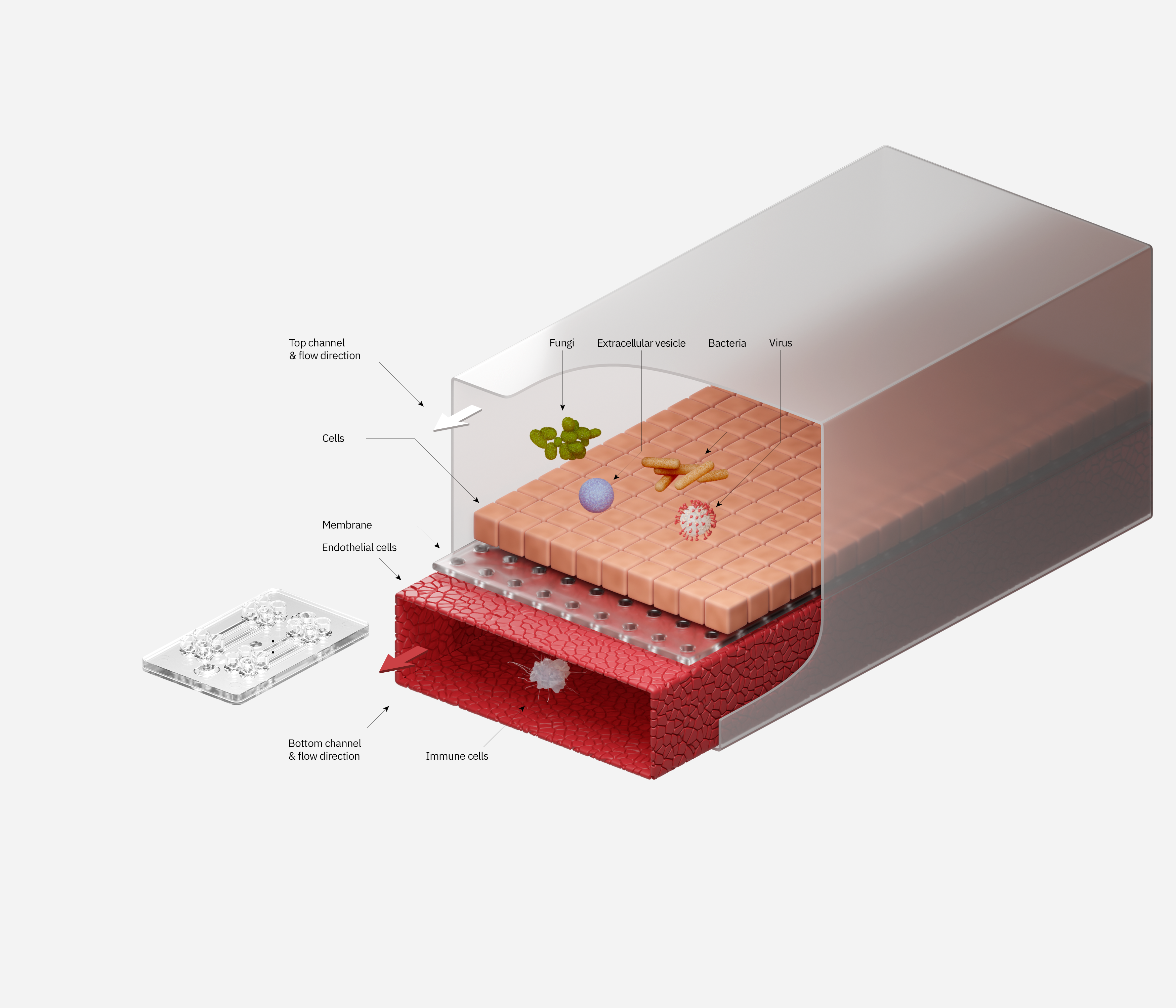 Organ on a chip