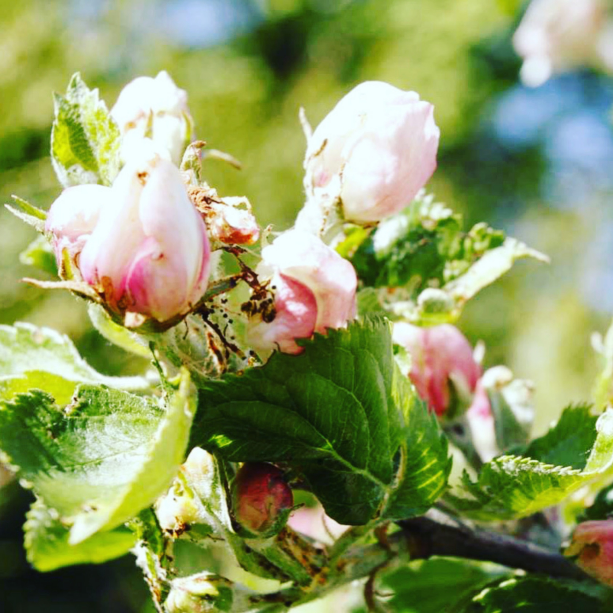 Blooming apple tree