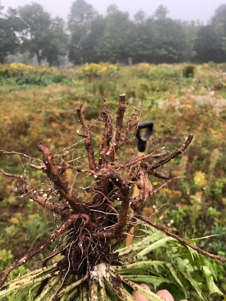 Northern knowledge in practice, gathering roots