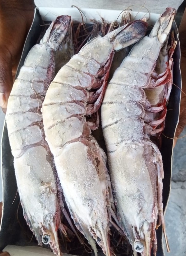 GIANT WILD TIGER PRAWN /JUMBU
