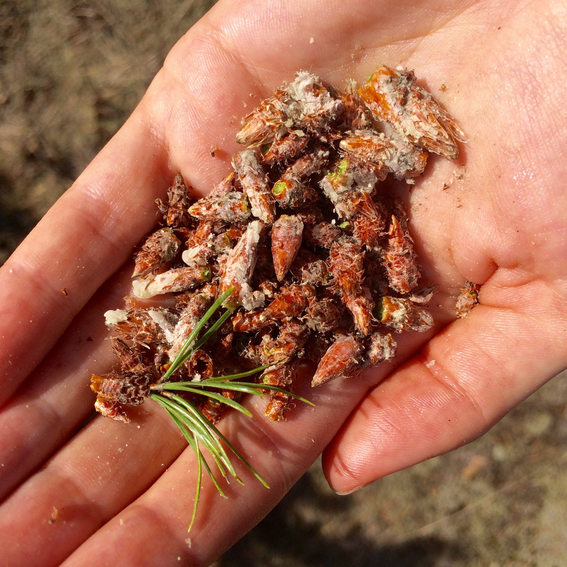 Northern knowledge in practice, collecting pine buds